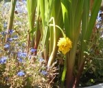Gemüse im Gartenbeet