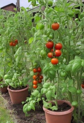 Tomaten pikieren