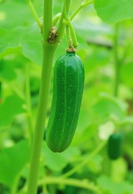 Gurken anbauen im eigenem Garten