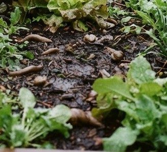 Nacktschnecken im Garten Nacktschnecken im Garten